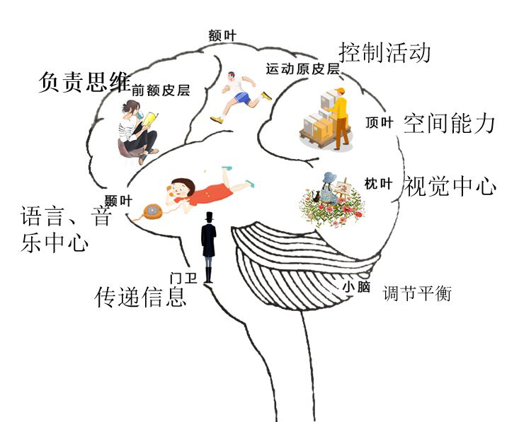大脑七个不同的智力中心 大脑七个不同的智力中心
